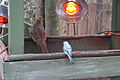 Female golden pheasant with parakeet