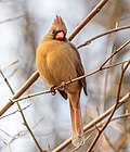 Thumbnail for File:Female northern cardinal (85677).jpg