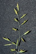 Festuca trachyphylla (2x3).jpg