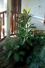 Cautxú (Ficus elastica)