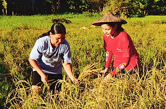 Salakot worn by a woman harvesting rice