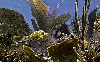 Culebra's corals