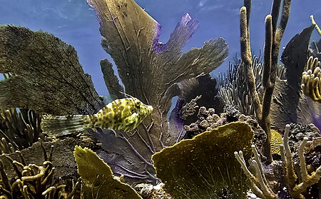 Tập_tin:Fish_in_corals,_Culebra_Puerto_Rico.jpg