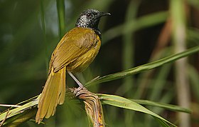 Flickr - Rainbirder - Oriole Warbler (Hypergerus atriceps) (2).jpg