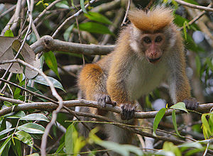 Flickr - Rainbirder - Toque Macaque (Macaca sinica aurifrons).jpg