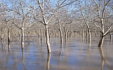 Flooded walnut orchards in Butte County after several atmospheric rivers hit California in early 2023 Flooded walnut orchard in Butte County, California-L1001234.jpg