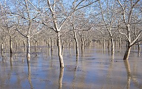 Culture de noix (voir Walnuts in California (en)) dans le Comté de Butte (Californie) inondée par le Sacramento (fleuve) lors des « 2022–2023 California floods (en) ». Janvier 2023.