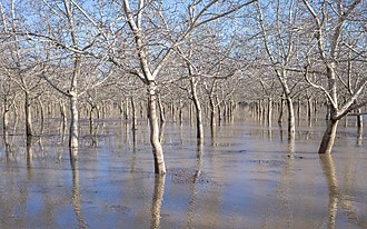 Flooded walnut orchard in Butte County, California-L1001234.jpg