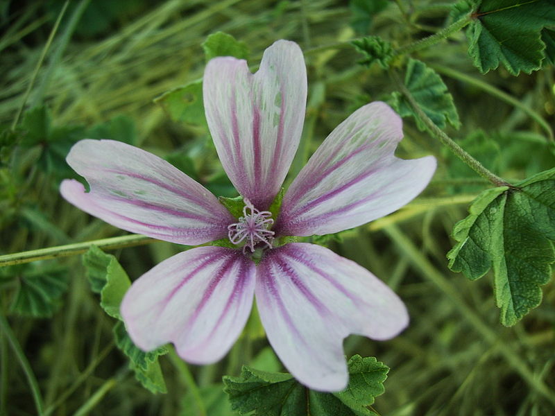 File:Flor malava 8 agost06 038.jpg