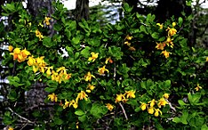 Fleurs du calafate (Berberis buxifolia)