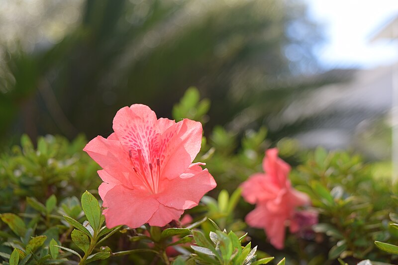File:Florida azalea flowers.jpg