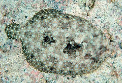 Flower flounder in Kona may 2010.jpg