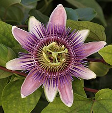 <center>Passiflora × belottii</center>