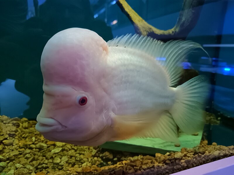 File:Flowerhorn cichlid.jpg