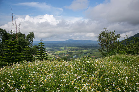 ไฟล์:Flowers_field_and_the_view.jpg