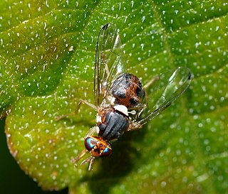 <span class="mw-page-title-main">Olive fruit fly</span> Species of fly