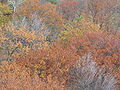 Foliage shot from Enger Tower.jpeg