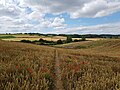 Footpath, poppies towards Chapelfoot