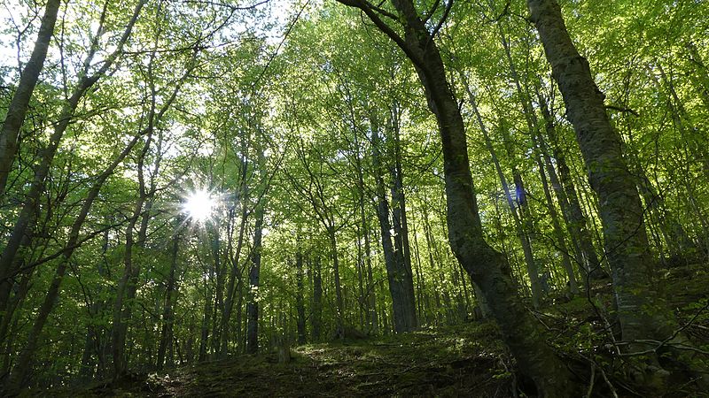 File:Forêt de hêtres RNN Nohèdes.jpg