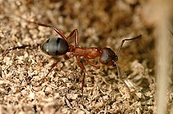 Verimuurahainen (Formica sanguinea)