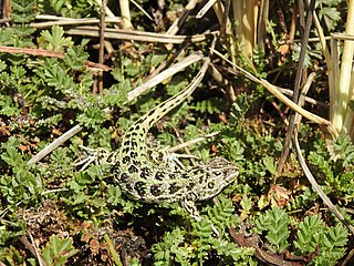 <i>Liolaemus magellanicus</i> Species of lizard