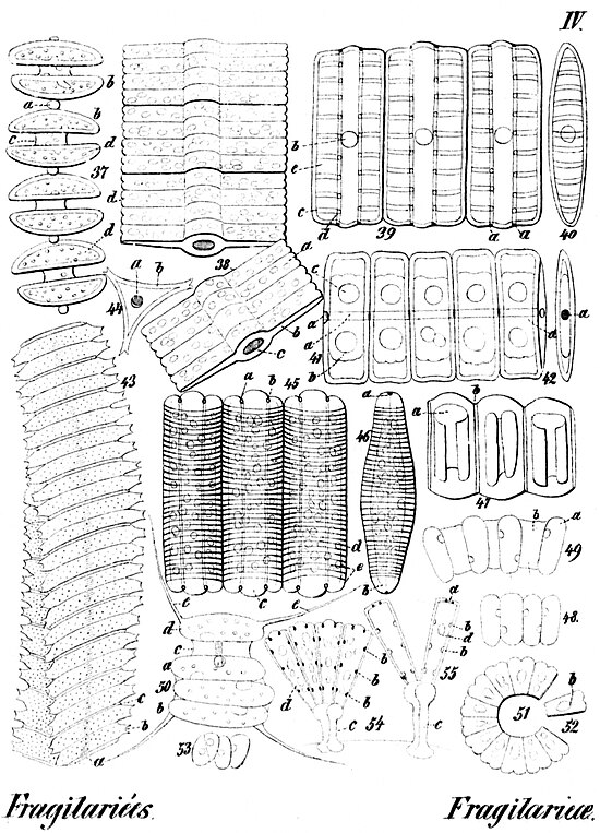 Fragilariées. Fragilarieae.