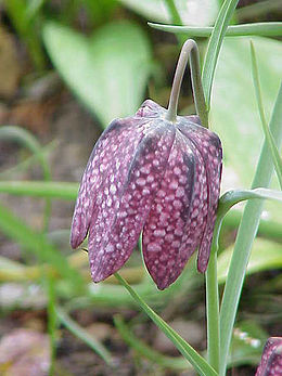 Paprastoji margutė (Fritillaria meleagris)