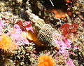 Fusinus monksae, een tropische mariene soort; merk op: het operculum wordt achter boven op het lichaam gedragen