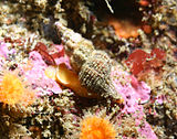 A living Fusinus sea snail Fusinus monksae.jpg