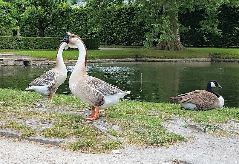 File:Gänse in Veitshöchheim.jpg