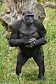 * Nomination G. g. gorilla --Аныл Озташ 13:53, 24 July 2023 (UTC) * Promotion  Support Good quality. --Ermell 18:46, 24 July 2023 (UTC)