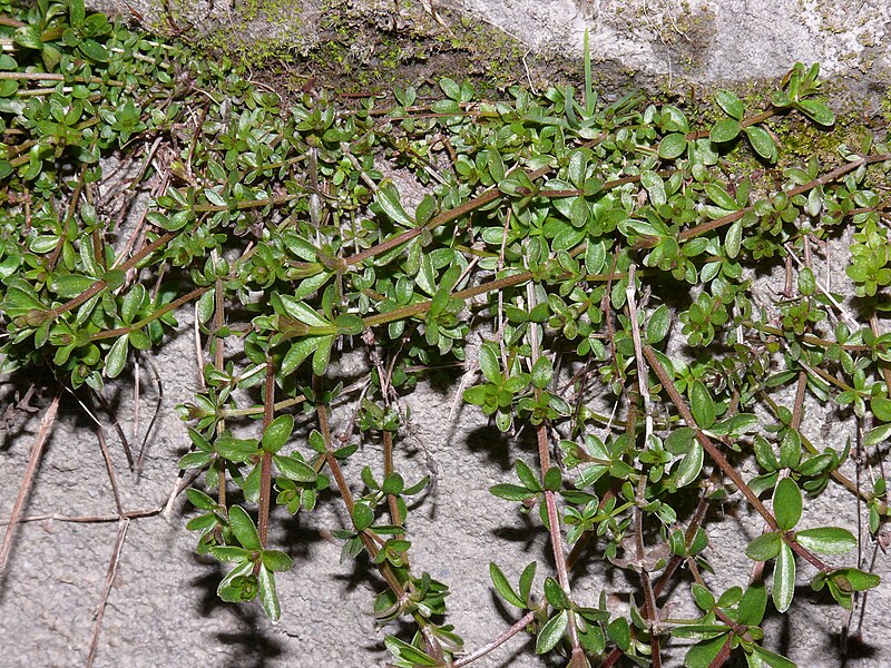 File:Galium-uncertain-north-germany-1020481.JPG