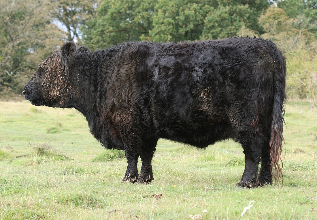 Galloway (race bovine)