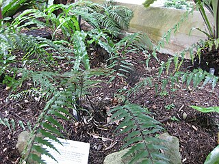 <i>Asplenium polyodon</i> Species of fern in the family Aspleniaceae