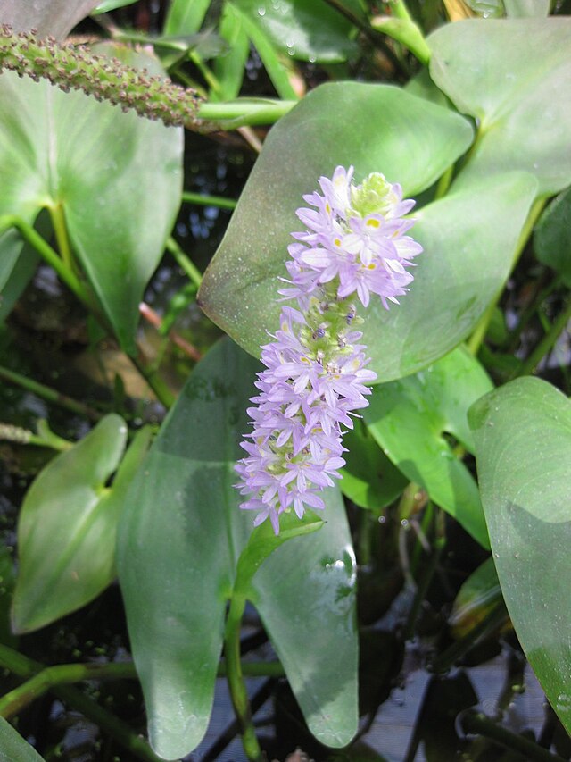 Pontederia Lanceolata - Pontédérie à feuilles lancéolées - Plante de b