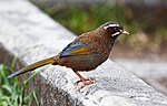 Thumbnail for White-whiskered laughingthrush