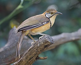 Brustbandhäherling (Pterorhinus pectoralis): besonders groß