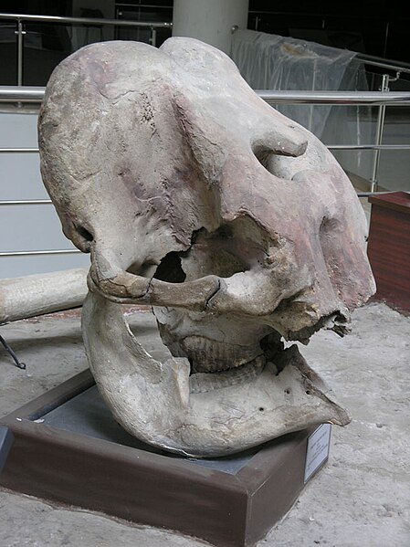 File:Gavur Lake Swamp Elephant Skull.jpg