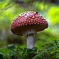 Fliegenpilz in der Türkei