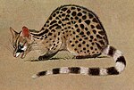 Thumbnail for Crested servaline genet