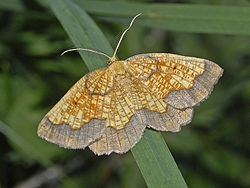 Geometridae - Epione vespertaria.jpg