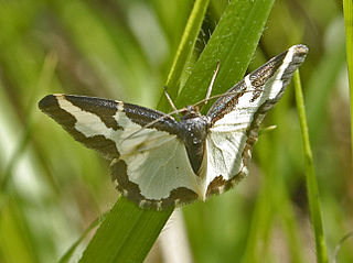 <i>Lomaspilis</i> Genus of moths