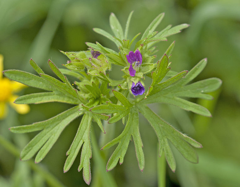 File:Geranium sp. - Adana.jpg