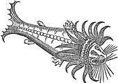 "Szakállas bálna" Conrad Gessner, De Piscium & Aquatilium Animantum Natura (1558) című művéből, melyet Olaus Magnustól vett át. Az állat előképe a kraken, az óriáspolip lehet.
