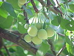 Ginkgo biloba1.jpg