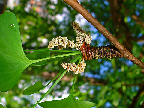 Male inflorescences