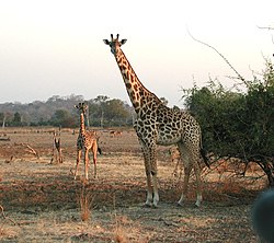 북부기린 (Giraffa camelopardalis)