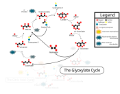 [2] SVG illustrant l'article en:Glyoxylate cycle
