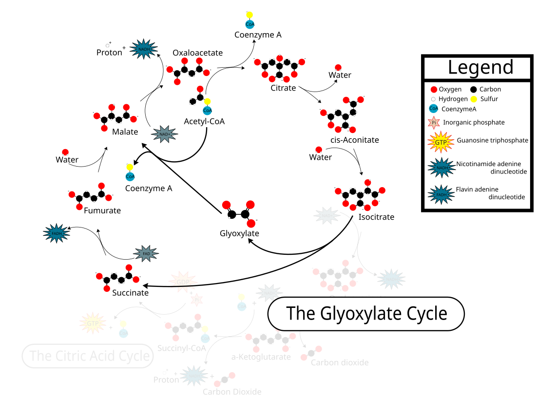 Glyoxylatcykeln