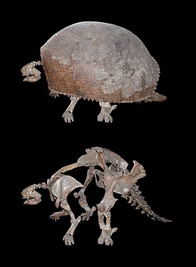 Glyptodon clavipes